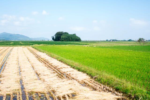 職場に何か言われたら「ふるさと納税で確定申告をした！」と言おう